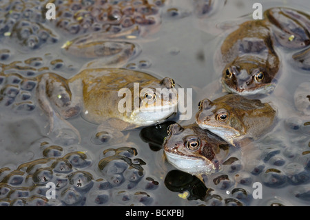 La faune Le jardin des grenouilles grenouille rousse Rana temporaria adultes en activité d'accouplement à l'étang de jardin au printemps Mars UK Banque D'Images