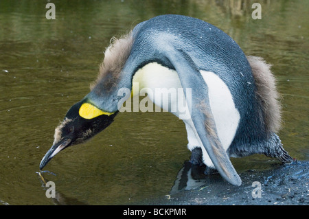 Le roi Penguin (Aptenodytes patagonicus potable poussin) dans son plumage d'adulte en mue, Cooper Bay, South Georgia Island Banque D'Images