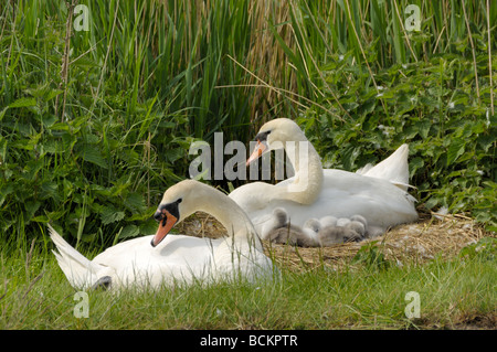 Le Cygne tuberculé Cygnus olor homme femme avec jour cygnets UK peut Banque D'Images