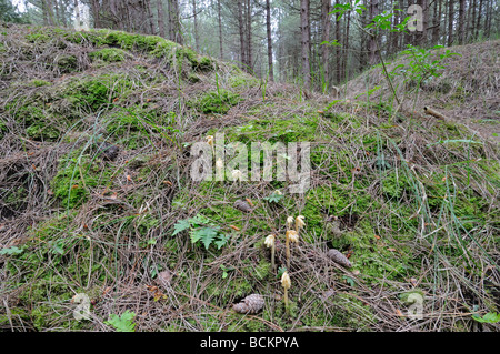 Yellow birds nest croissant sur plancher bois de pin Banque D'Images