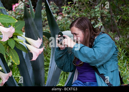 Femme photographiant fleurs trompette des Anges Banque D'Images