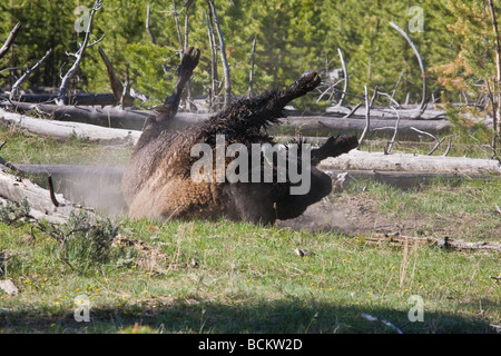 Rouler dans la terre des bisons dans la région de Madison River Valley dans le Parc National de Yellowstone au Wyoming Banque D'Images