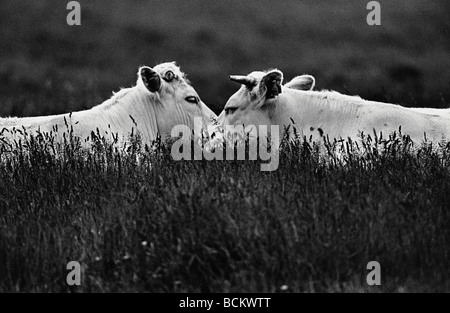 Vaches dans l'herbe haute, b&w Banque D'Images