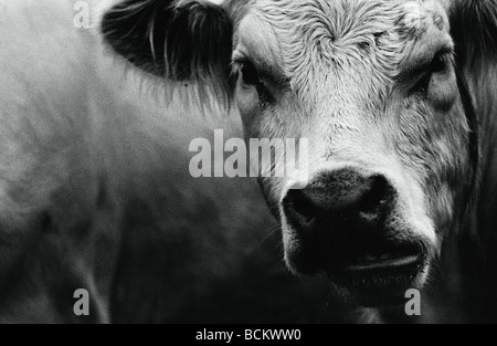 Vache, close-up, b&w Banque D'Images