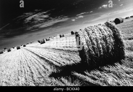 Les balles de foin dans le champ, b&w Banque D'Images