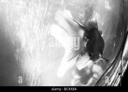 Goldfish in bowl, close-up, b&w Banque D'Images