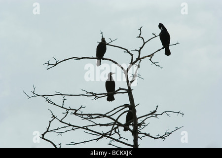 Grand cormoran Phalacrocorax carbo noir sur un arbre flétri branch Banque D'Images