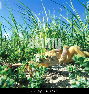 Crabe en herbe Banque D'Images