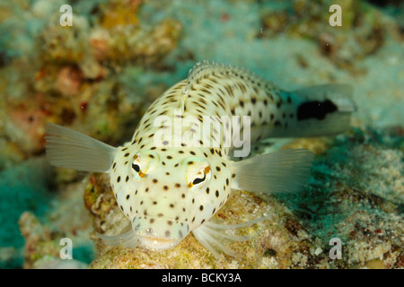 Le sandperch au large de Safaga, Egypte. Banque D'Images