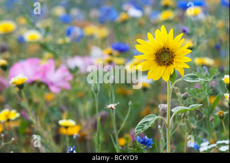 Tournesol et fleurs sauvages dans un jardin anglais. L'Angleterre Banque D'Images