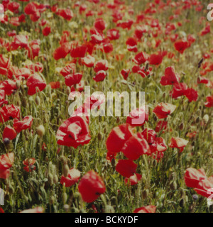 Poppies growing in field, full frame Banque D'Images