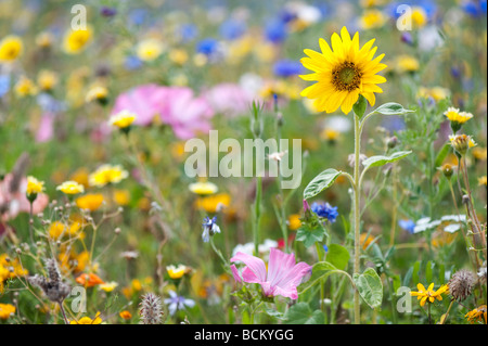 Tournesol et fleurs sauvages dans un jardin anglais. L'Angleterre Banque D'Images