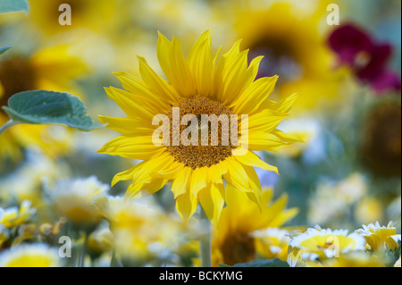 Tournesol et fleurs sauvages dans un jardin anglais. L'Angleterre Banque D'Images