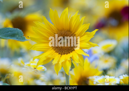 Tournesol et fleurs sauvages dans un jardin anglais. L'Angleterre Banque D'Images