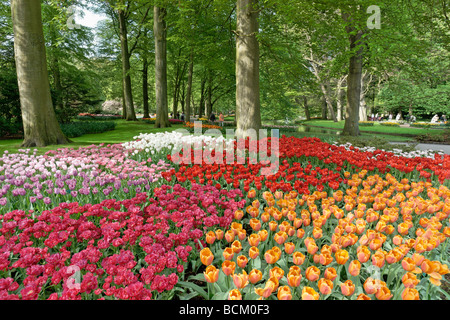 Jardin de Keukenhof, Lisse, Hollande méridionale, Pays-Bas. Banque D'Images
