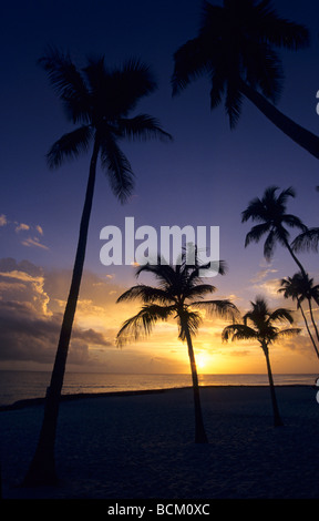 Coucher de soleil avec des palmiers sur la plage de Bayahibe - Caraïbes ...