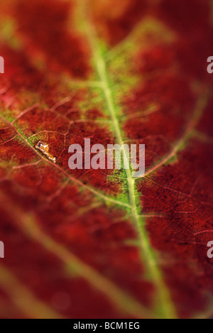 Le rouge et le vert feuille, extreme close-up de veines Banque D'Images