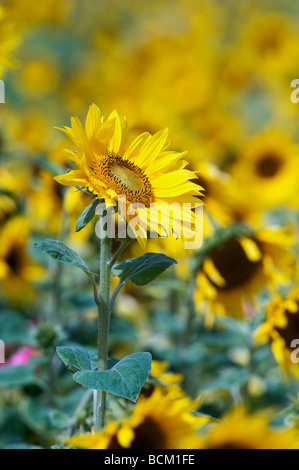 Tournesol et fleurs sauvages dans un jardin anglais. L'Angleterre Banque D'Images