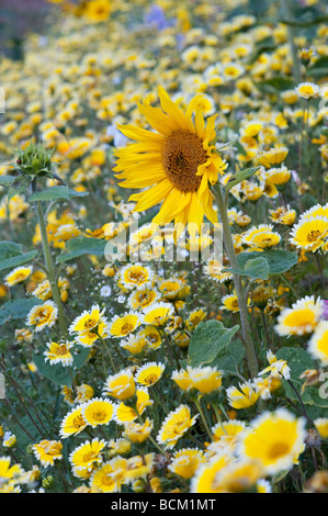 Tournesol et fleurs sauvages dans un jardin anglais. L'Angleterre Banque D'Images