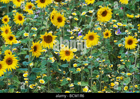 Tournesol et fleurs sauvages dans un jardin anglais. L'Angleterre Banque D'Images