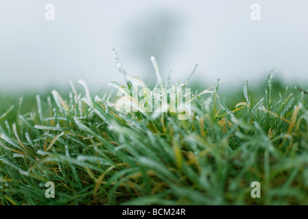 L'herbe givrée, extreme close-up Banque D'Images