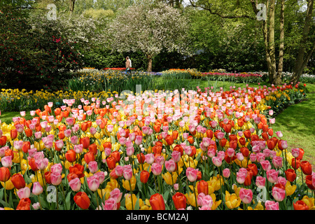 Tulipes mixte. Jardin de Keukenhof, Lisse, Hollande méridionale, Pays-Bas. Banque D'Images