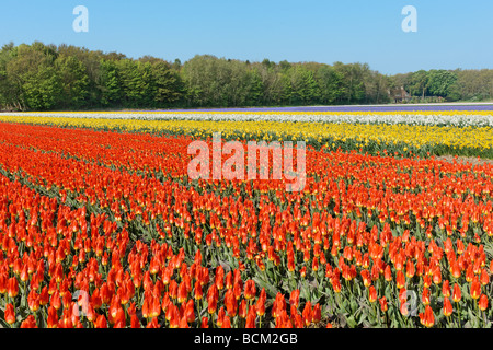 Champs de tulipes de la Bollenstreek, Hollande méridionale, Pays-Bas Banque D'Images