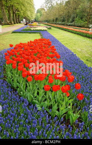 Tulipes rouges et de jacinthes. Jardin de Keukenhof, Lisse, Hollande méridionale, Pays-Bas. Banque D'Images