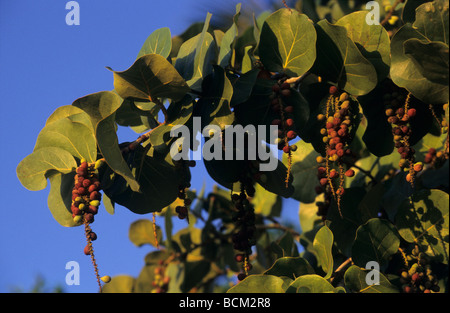 Bouquet d'arabica (Coffea arabica), aussi appelé 'café cherry'. L'île des Caraïbes - République Dominicaine Banque D'Images