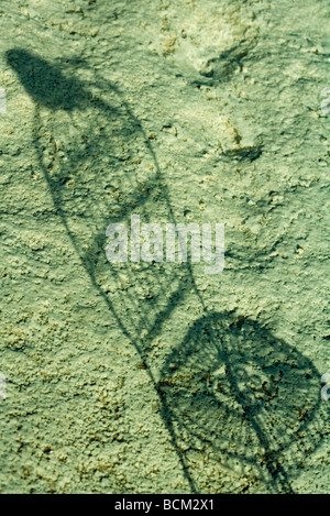 Ombre d'oiseau perché sur une chaise Banque D'Images