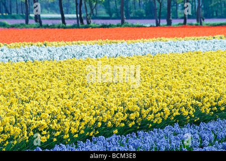 Les tulipes, narcisses et jacinthes dans les domaines de l'Bollenstreek, Hollande méridionale, Pays-Bas. Banque D'Images