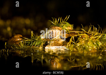 Close-up de Caiman dans la nuit - le Parc National Yasuní, province de Napo, Equateur Banque D'Images