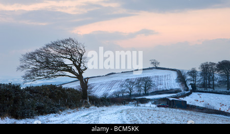 Arbre balayées par le Raddon Hill près de Crediton Devon, Angleterre Février 2009 Banque D'Images