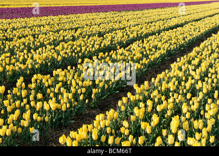 Champs de tulipes de la Bollenstreek, Hollande méridionale, Pays-Bas Banque D'Images