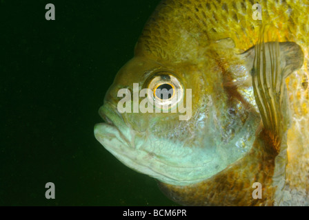 La marigane blanche poisson dans Clear Spring Lake, Texas Banque D'Images