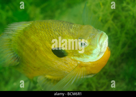 La marigane blanche poisson dans Clear Spring Lake, Texas Banque D'Images