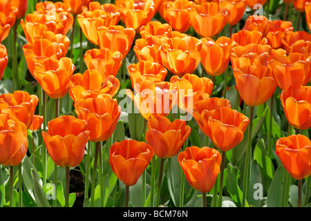 Annie Schilder triumph tulipes. Jardin de Keukenhof, Lisse, Hollande méridionale, Pays-Bas. Banque D'Images