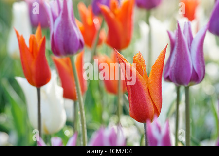 Ballerine Orange avec Mauve et blanc Ballade tulipes. Jardin de Keukenhof, Lisse, Hollande méridionale, Pays-Bas. Banque D'Images
