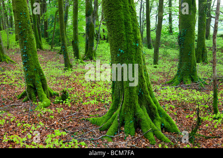 Feuillage vert vif et d'arbres couverts de mousse dans Dousland Dartmoor National Park Plantation PRINTEMPS Avril 2009 Angleterre Devon Banque D'Images