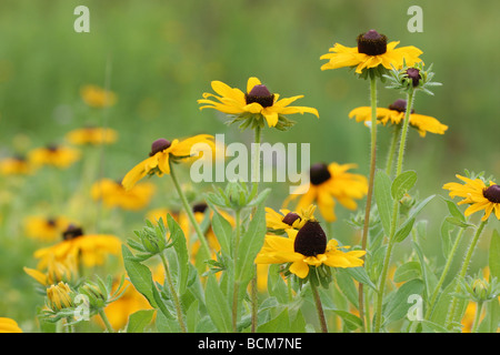 Black-eyed Susan fleurs Banque D'Images