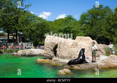 L'alimentation des lions de mer, zoo du Bronx, le Bronx, New York City, USA Banque D'Images