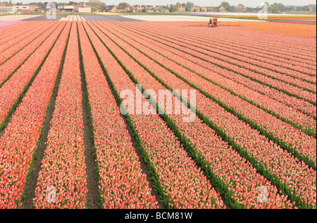 La pulvérisation du tracteur dans les champs de tulipes de la Bollenstreek, Hollande méridionale, Pays-Bas. Banque D'Images