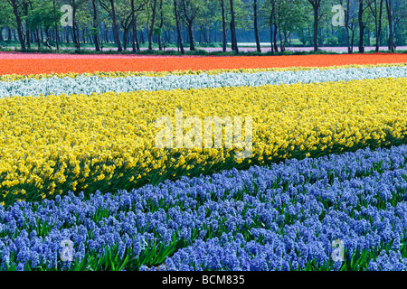 Les tulipes, narcisses et jacinthes dans les domaines de l'Bollenstreek, Hollande méridionale, Pays-Bas. Banque D'Images