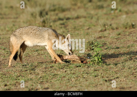 Stock photo d'un chacal doré avec un morceau d'une carcasse, le Parc National du Serengeti, Tanzanie, février 2009. Banque D'Images