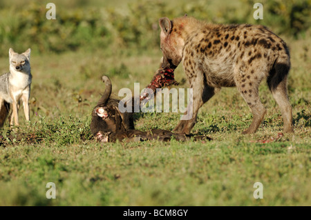 Stock photo d'une hyène tachetée à la carcasse, Ndutu, Tanzanie, février 2009. Banque D'Images