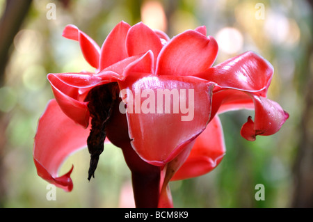 Torch ginger poussant dans un jardin tropical, New York Banque D'Images