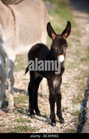 Jeune âne avec sa mère - Dalnatian - Dubrovnik Croatie Banque D'Images