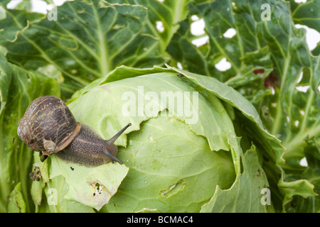 Escargot sur un chou. Banque D'Images