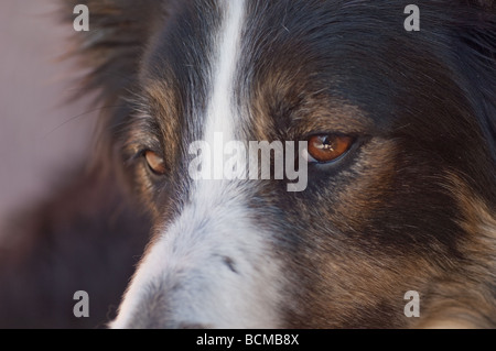 Gros plan d'une border collie tricolore avec regard sérieux sur le visage. Ce chien a été sauvé d'un refuge pour chiens Banque D'Images