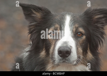 Close up image of Border Collie tricolore looking at camera c'est un chien qui a été sauvé d'un refuge pour chiens Banque D'Images